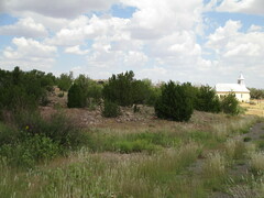 Vachellia constricta
