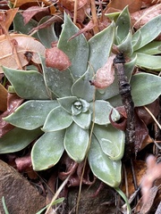 Dudleya cymosa pumila