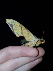 Protambulyx eurycles