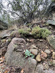 Dudleya cymosa pumila