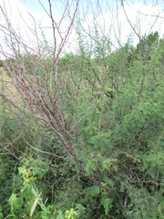 Vachellia constricta