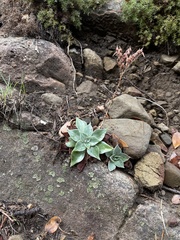 Dudleya cymosa pumila