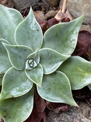 Dudleya cymosa pumila