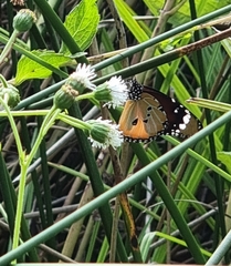 Danaus chrysippus orientis