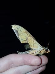 Protambulyx eurycles