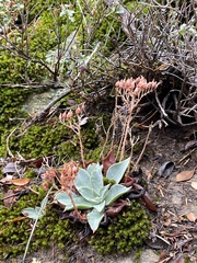 Dudleya cymosa pumila