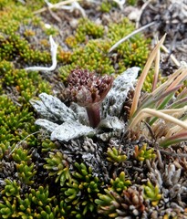 Anisotome lanuginosa