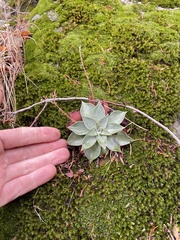 Dudleya cymosa pumila