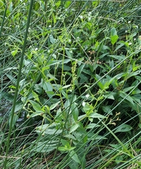 Danaus chrysippus orientis