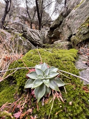 Dudleya cymosa pumila