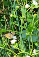 Danaus chrysippus orientis