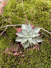 Dudleya cymosa pumila