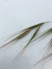 Poaceae