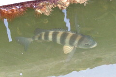 Archosargus probatocephalus