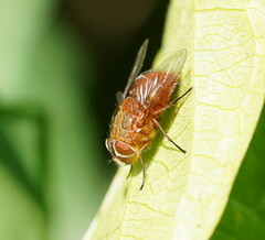 Calliphora ochracea