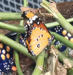 Danaus chrysippus orientis