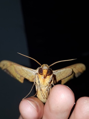 Protambulyx eurycles