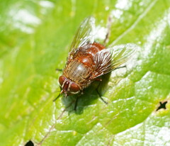 Calliphora ochracea