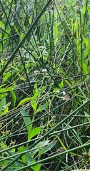 Danaus chrysippus orientis
