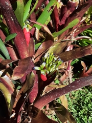 Billbergia amoena
