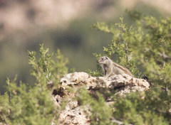 Atlantoxerus getulus