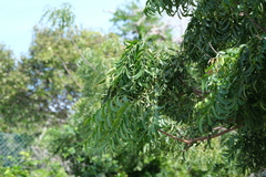Swietenia mahagoni
