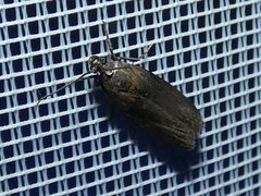 Sciota fumella