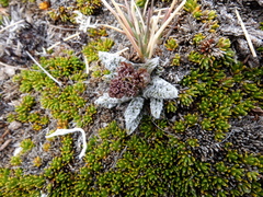 Anisotome lanuginosa