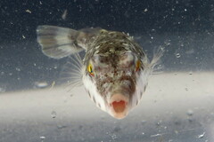 Sphoeroides spengleri