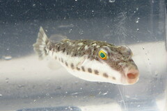 Sphoeroides spengleri