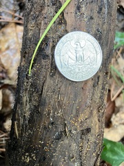 Orbilia xanthostigma