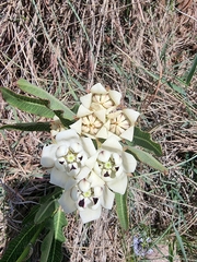 Pachycarpus schinzianus