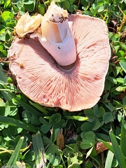 Agaricus arvensis