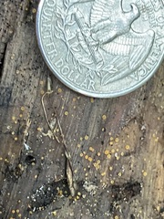 Orbilia xanthostigma