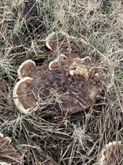 Phaeolus schweinitzii