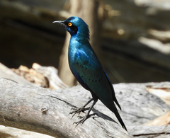 Lamprotornis chalybaeus