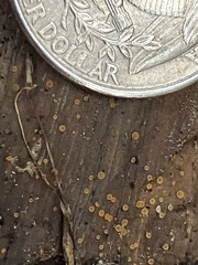 Orbilia xanthostigma