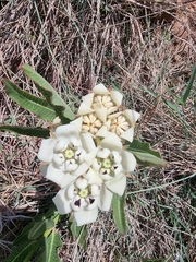 Pachycarpus schinzianus