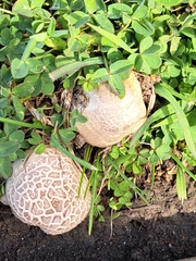 Agaricus arvensis