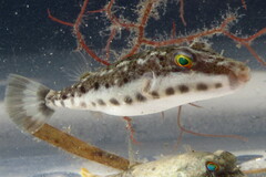 Sphoeroides spengleri