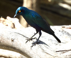 Lamprotornis chalybaeus