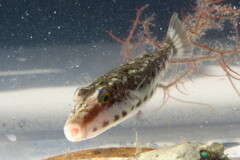 Sphoeroides spengleri