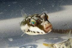 Sphoeroides spengleri