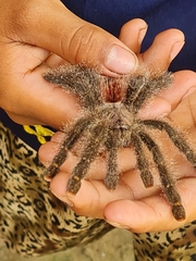 Avicularia juruensis