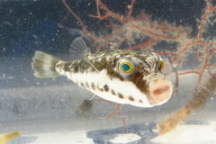 Sphoeroides spengleri