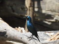 Lamprotornis chalybaeus