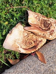 Agaricus arvensis