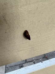 Bulimulus guadalupensis