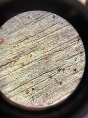 Orbilia xanthostigma