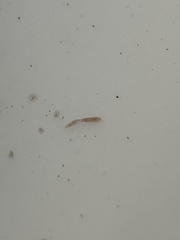 Copepoda